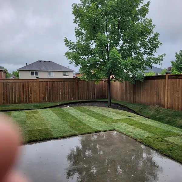 New sod on regraded yard after rain New sod on regraded yard after rain